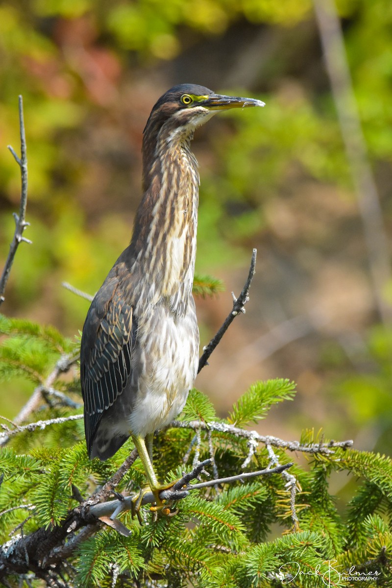 Green Heron - Jack Bulmer