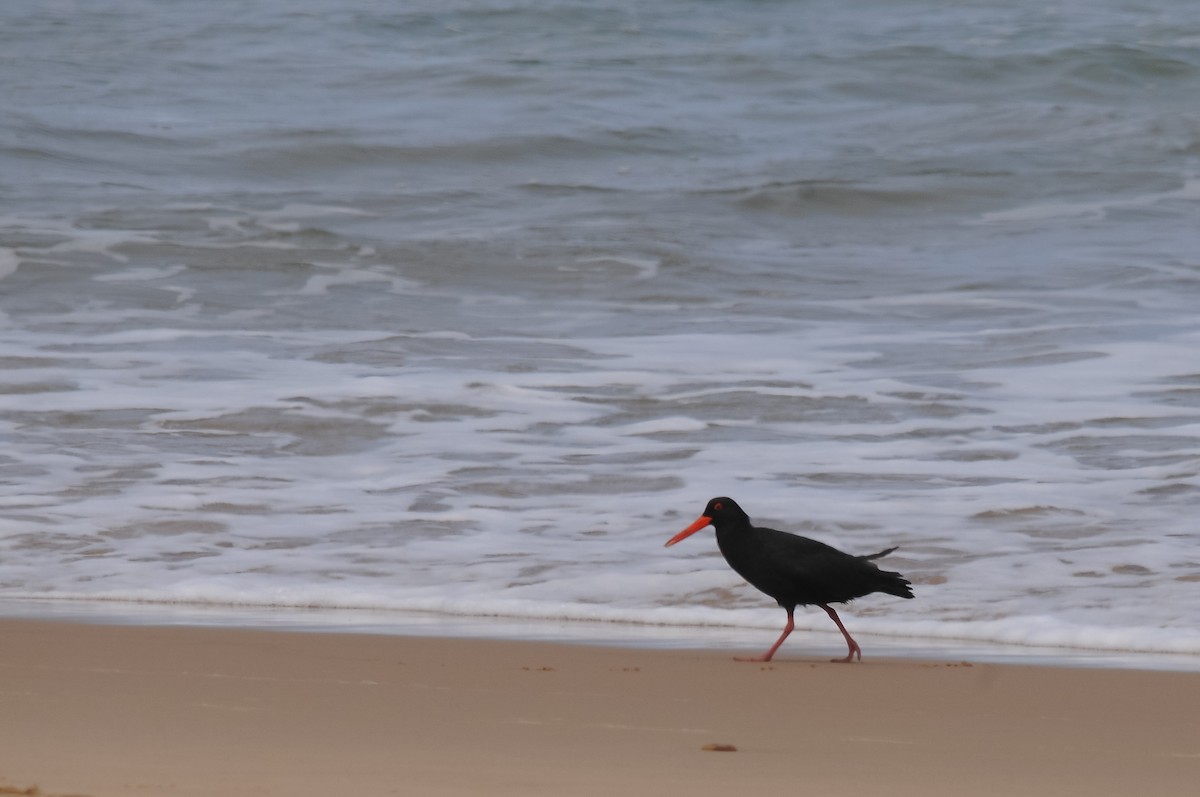 African Oystercatcher - Augusto Faustino