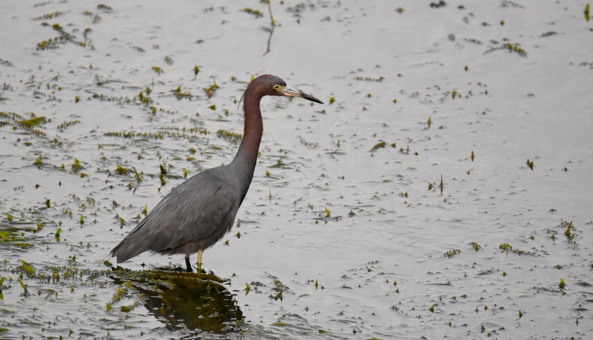 Little Blue Heron - ML26317941