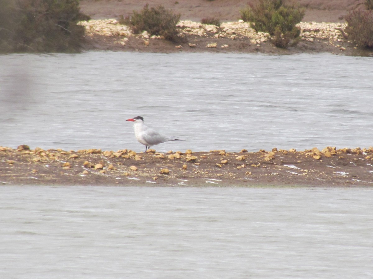 Caspian Tern - ML26317951