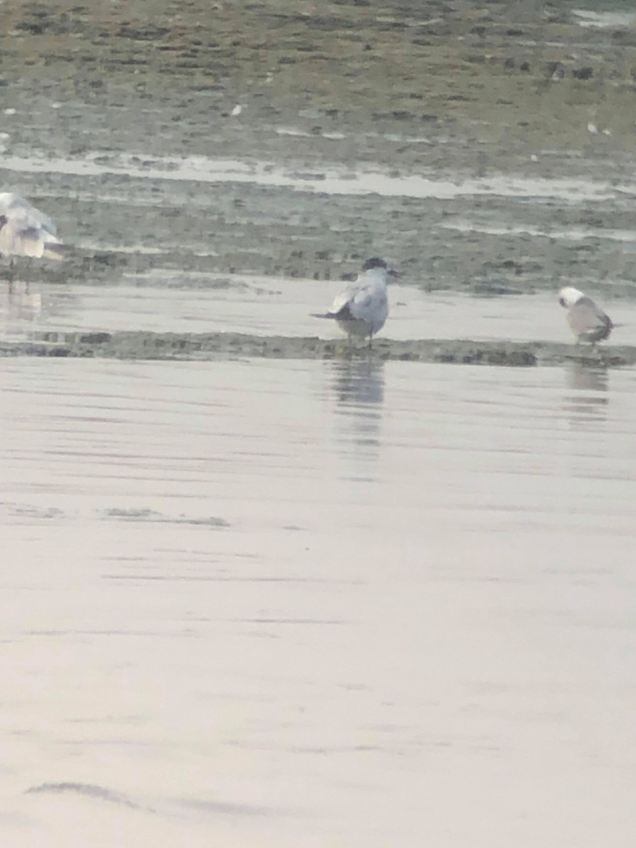 Common Tern - ML263181311