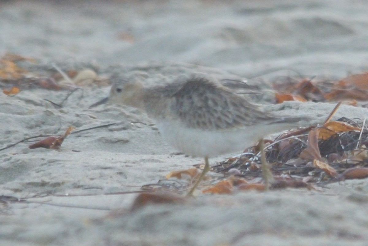 Buff-breasted Sandpiper - ML263181331