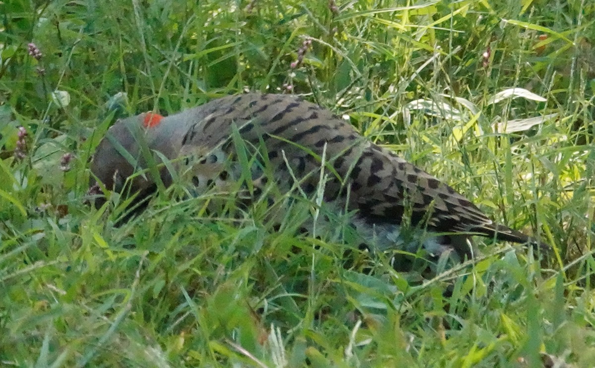 Northern Flicker - ML263181431