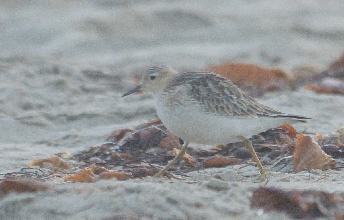 Buff-breasted Sandpiper - ML263181951