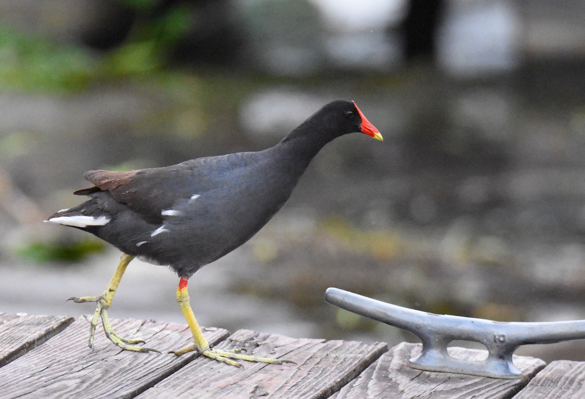 Common Gallinule - ML26318251