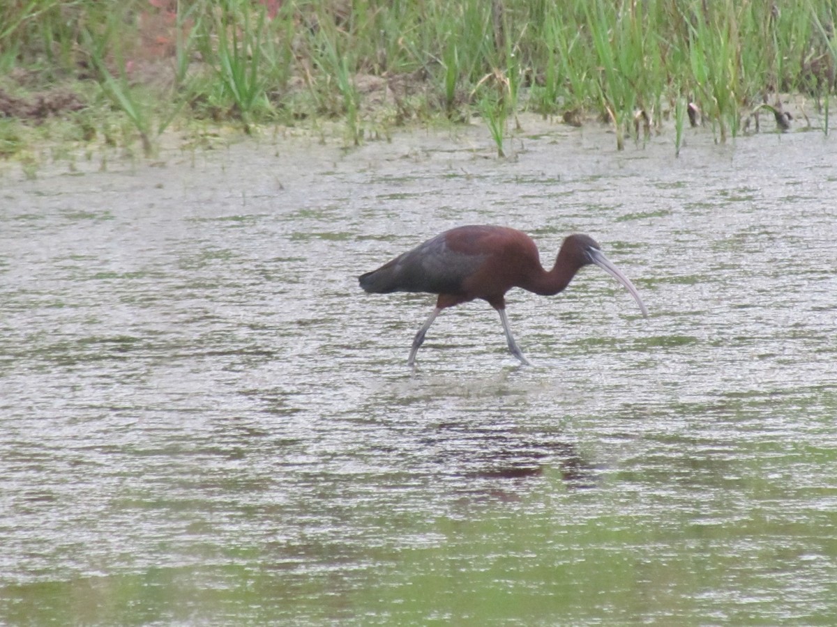 Glossy Ibis - ML26318291