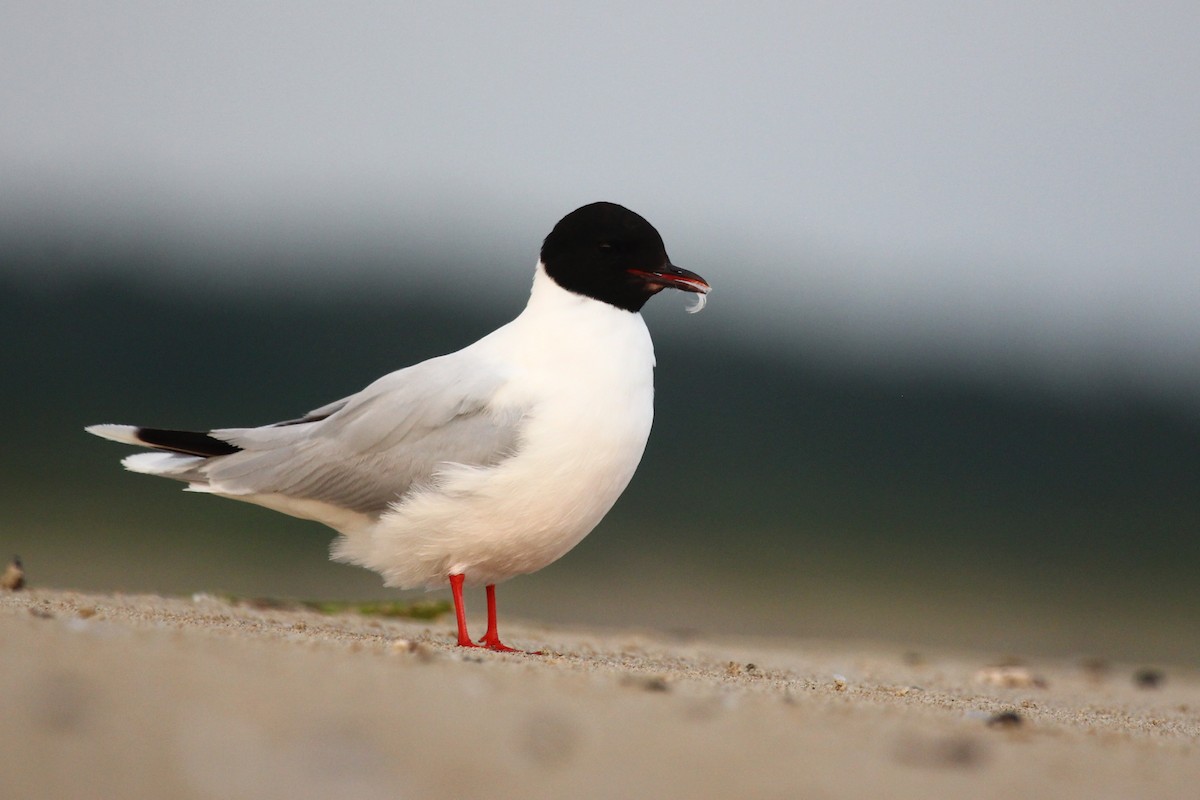 Little Gull - Wojciech Janecki