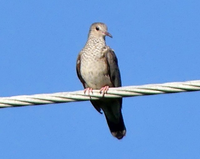 Common Ground Dove - ML263183591