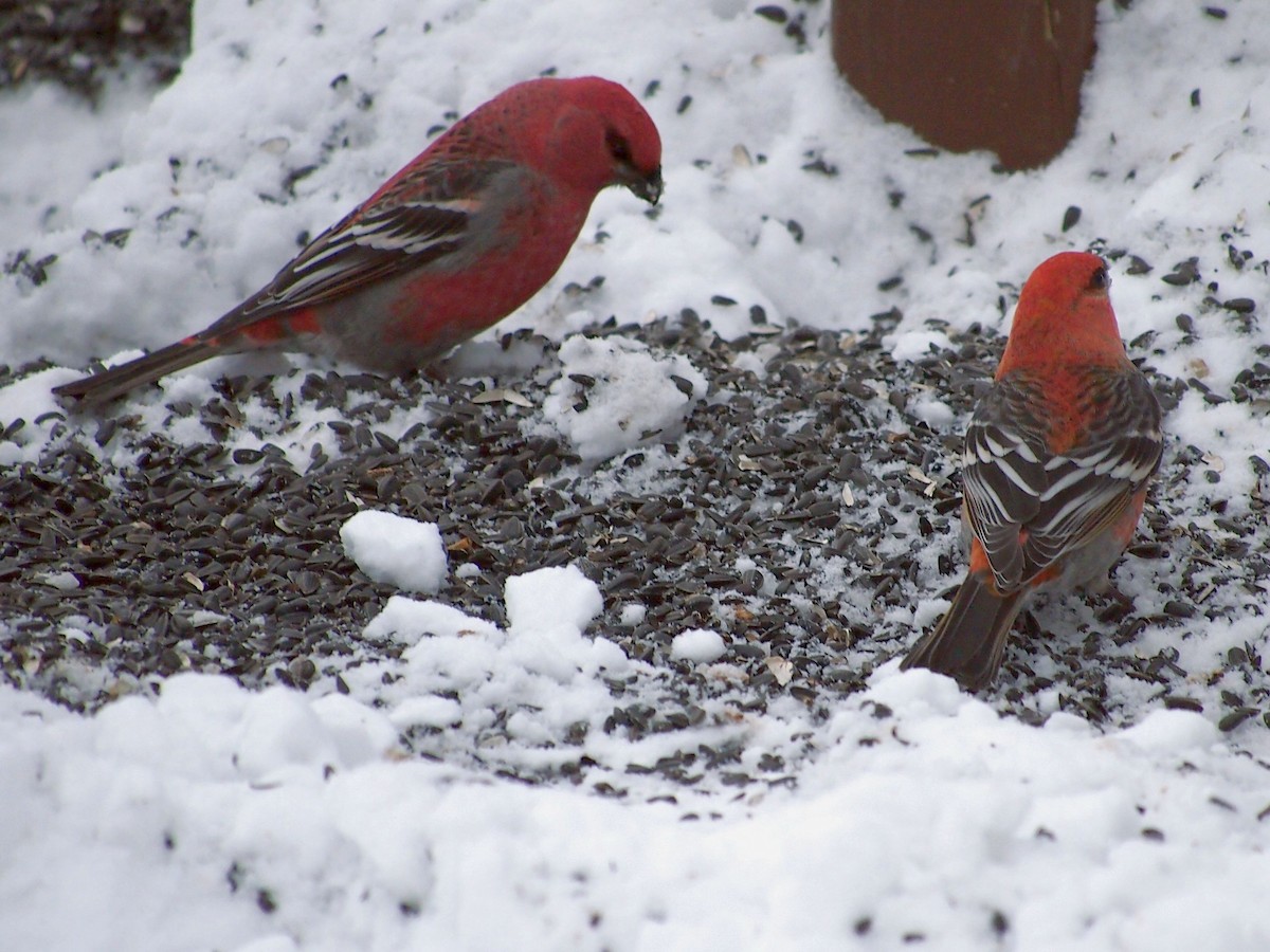 Pine Grosbeak - Mark Cloutier