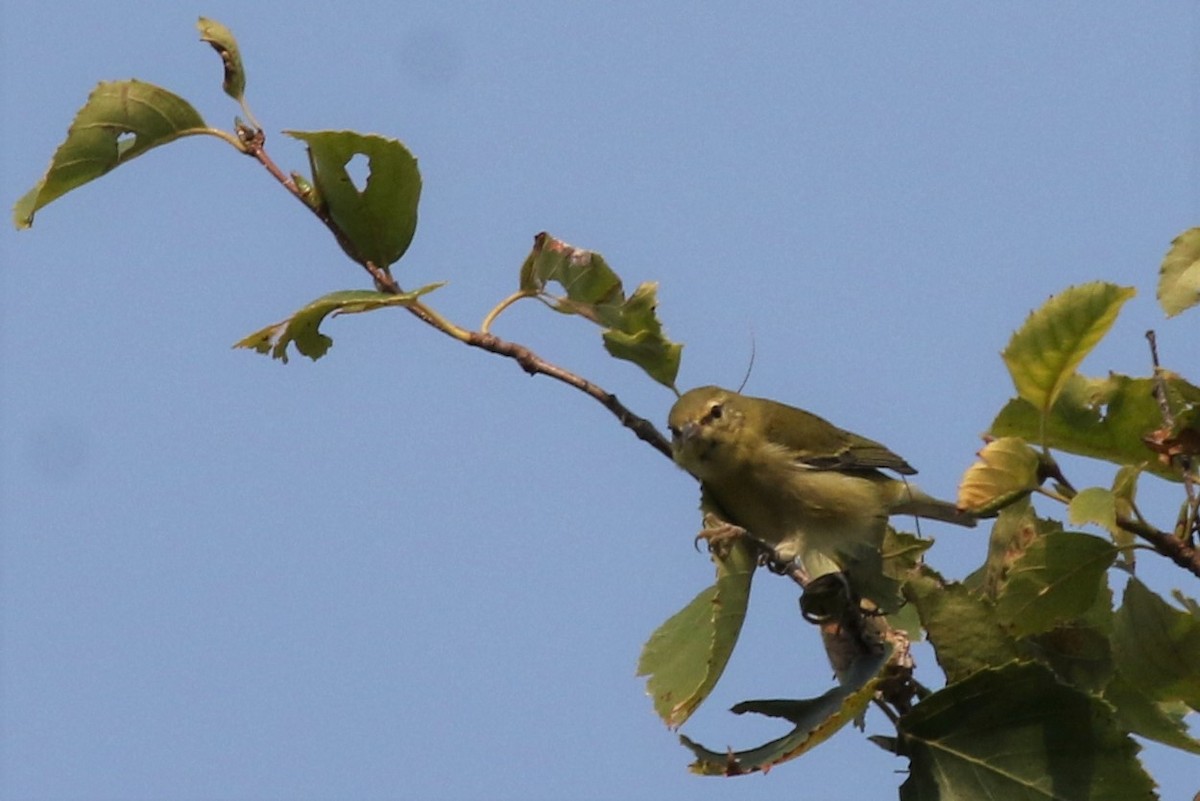 Tennessee Warbler - ML263185091