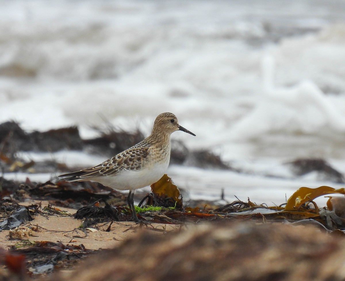 Baird's Sandpiper - ML263185921