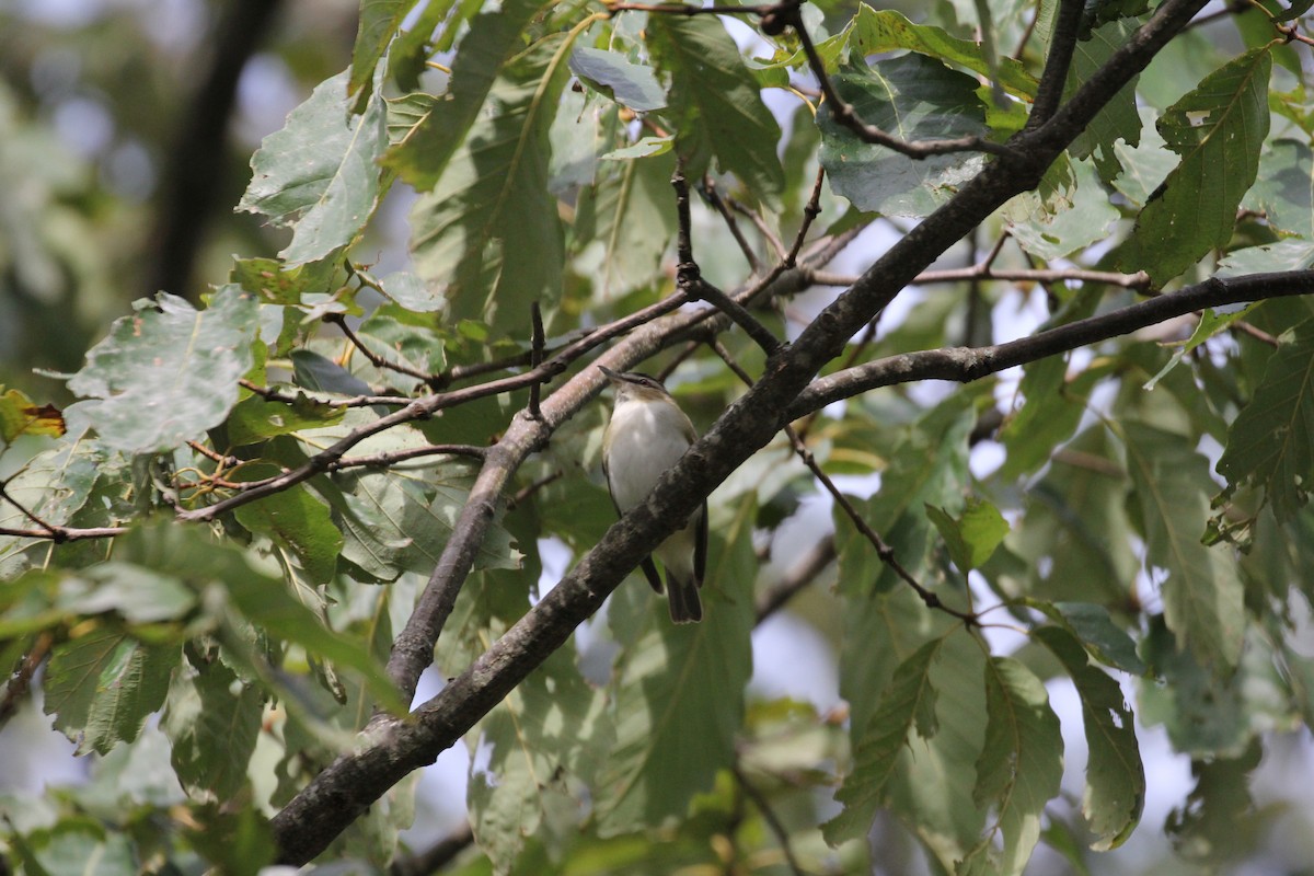 Red-eyed Vireo - ML263186161