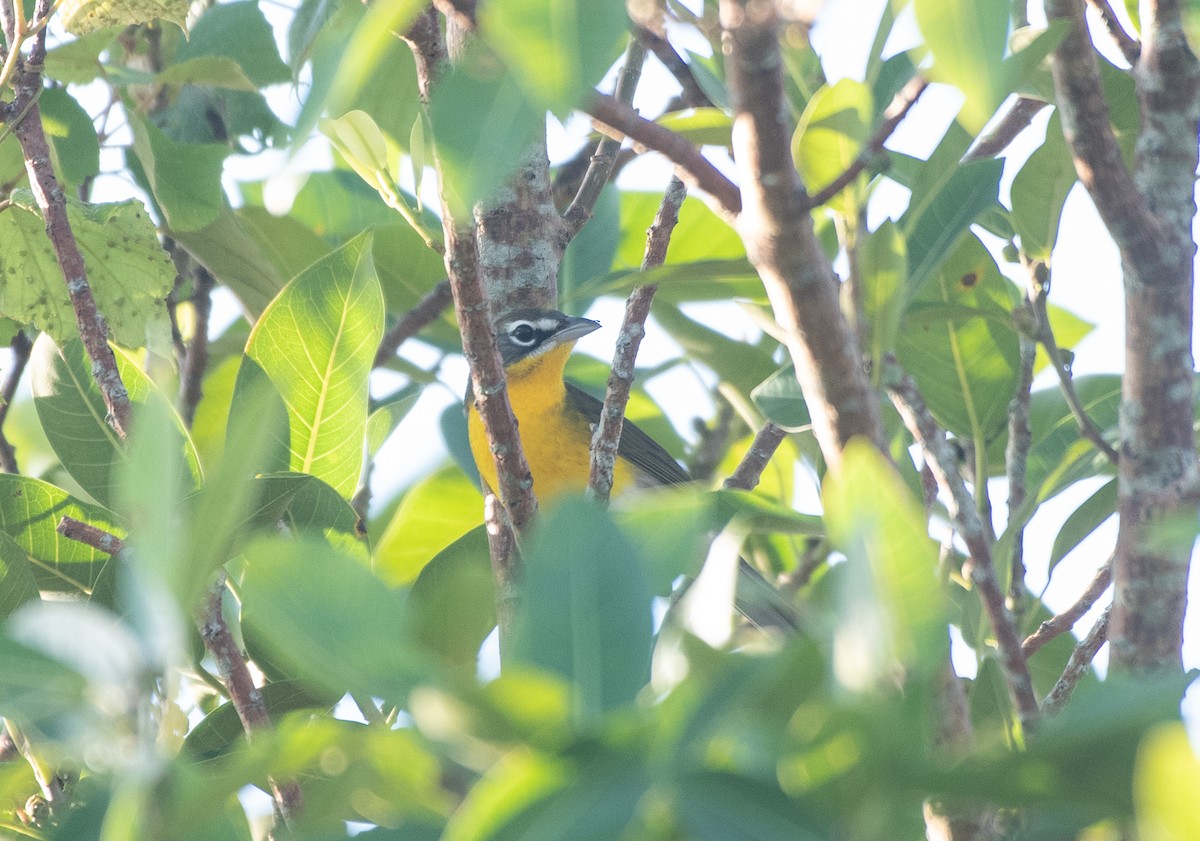 Yellow-breasted Chat - ML263186831