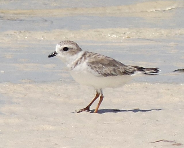 Piping Plover - ML263186931