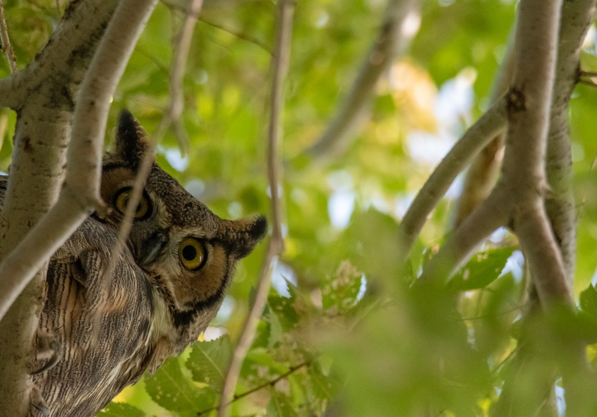 Great Horned Owl - Ched Whitney
