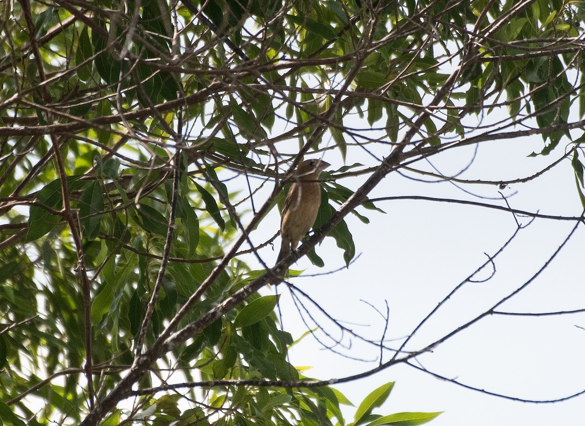 Blue Grosbeak - ML263187461