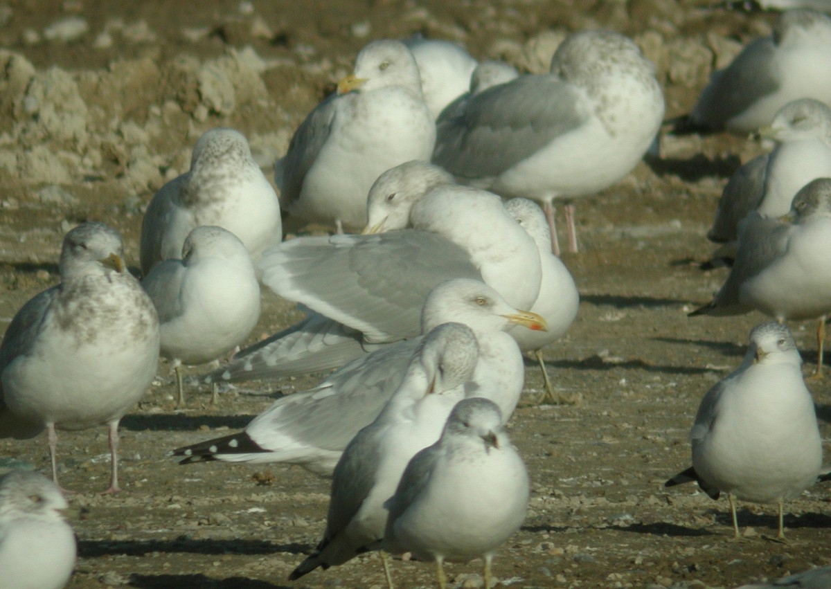 Gaviota de Bering - ML26318941