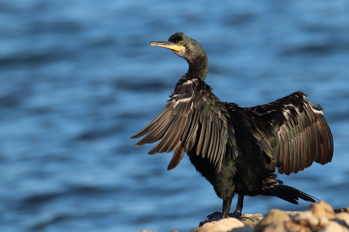 European Shag - Joaquín Salinas