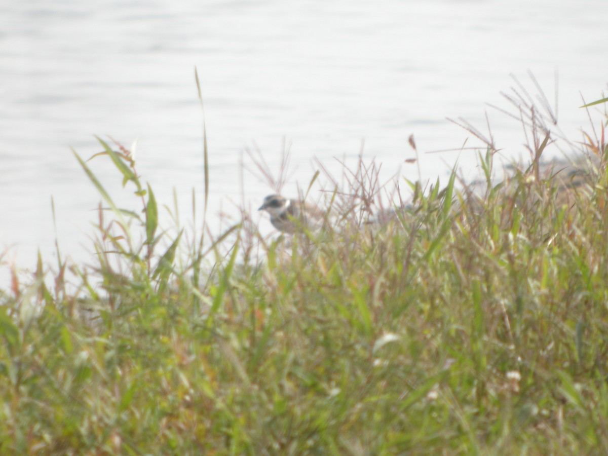 Semipalmated Plover - ML263191541