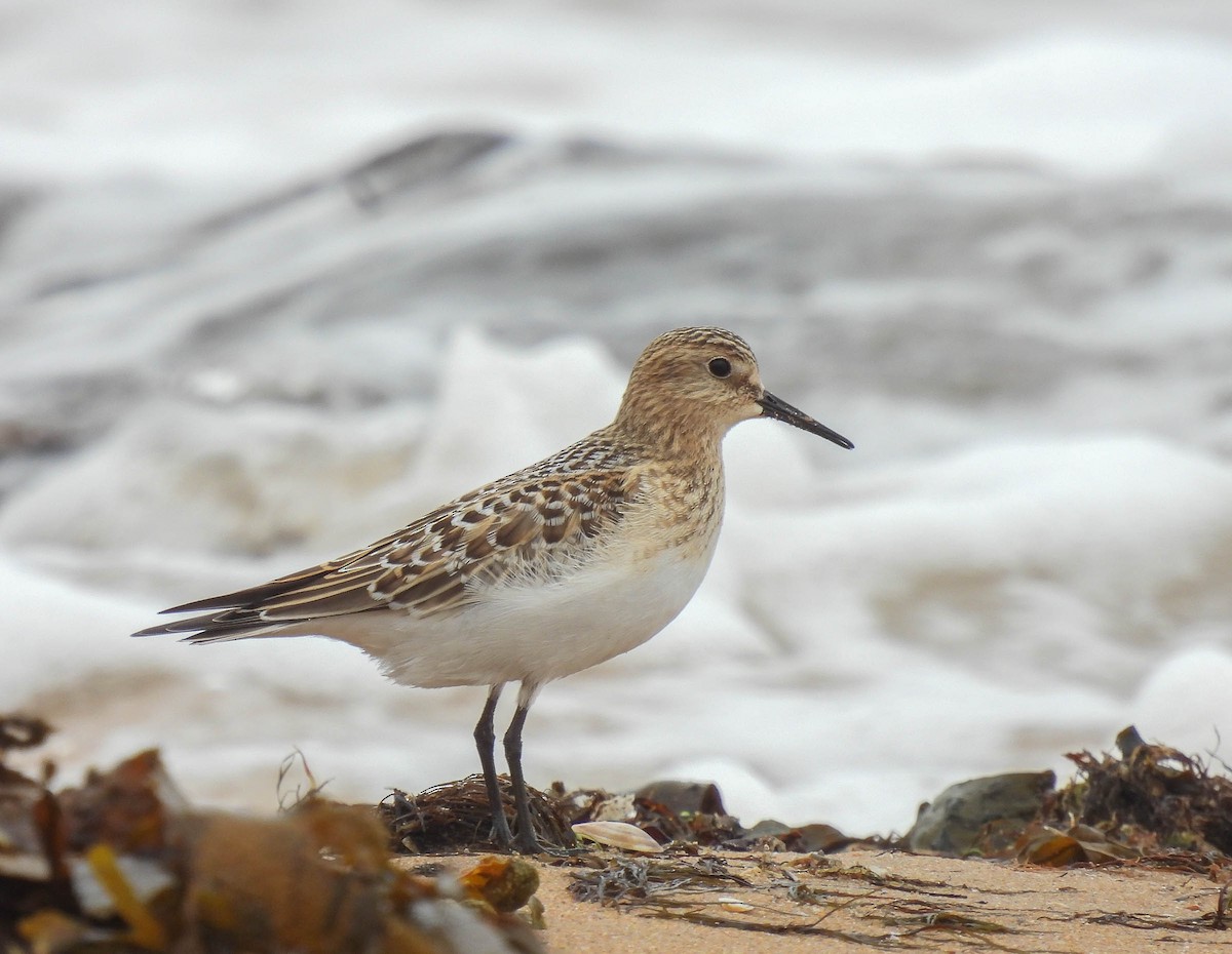 gulbrystsnipe - ML263191751