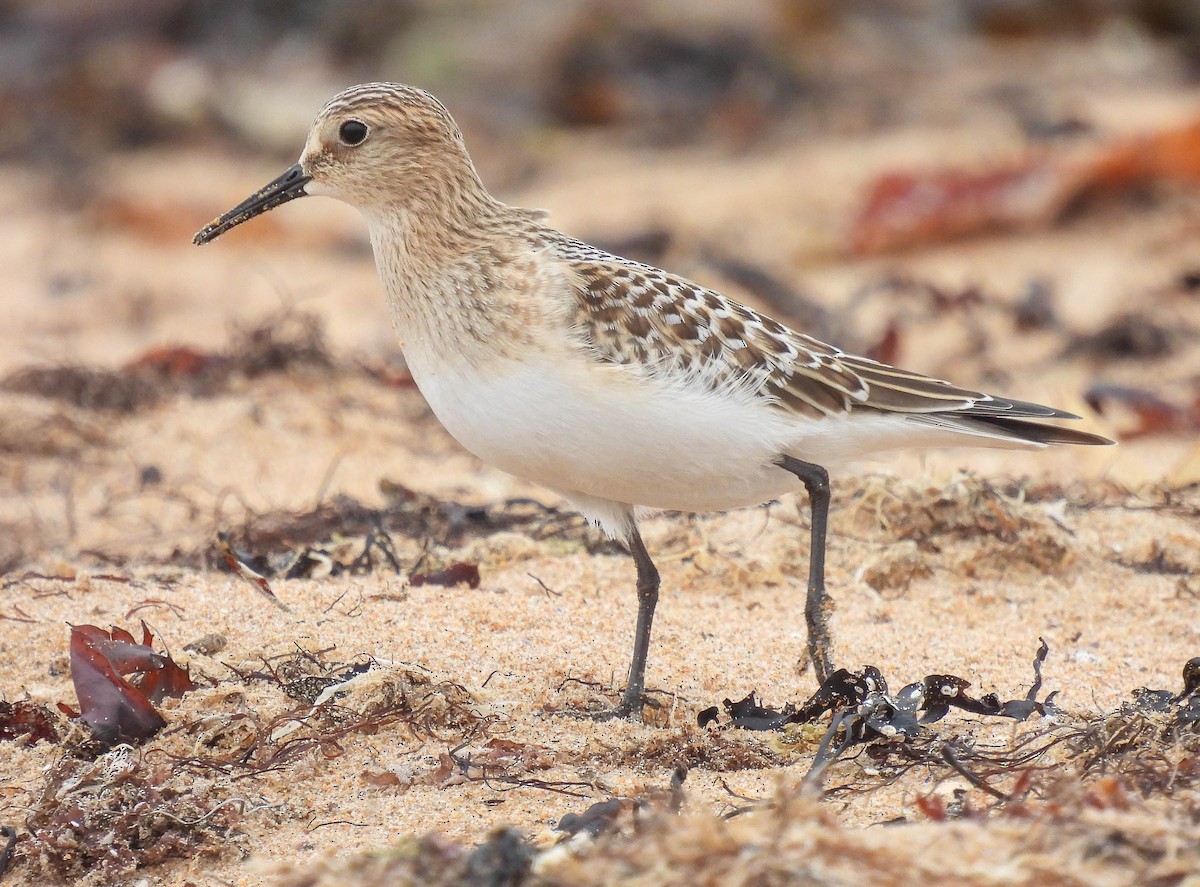 Baird's Sandpiper - ML263191891