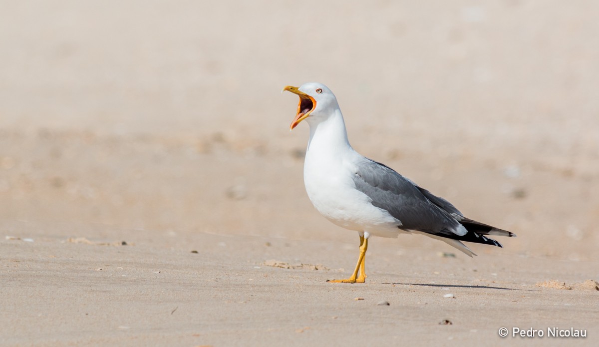 Yellow-legged Gull - ML26319211