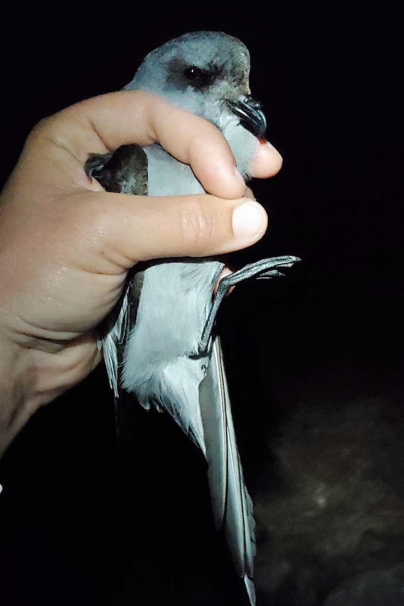 Fork-tailed Storm-Petrel - mario balitbit