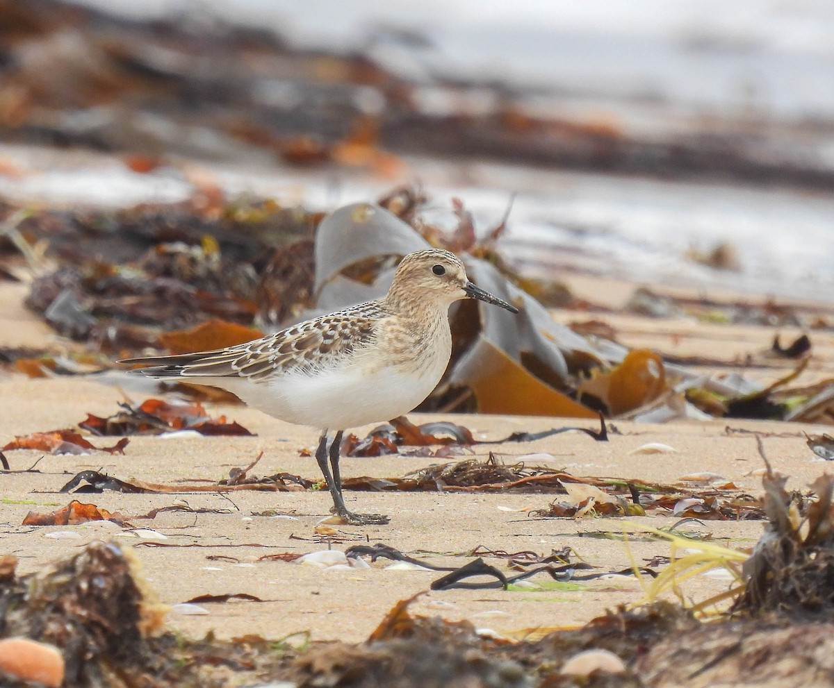 Baird's Sandpiper - ML263192831