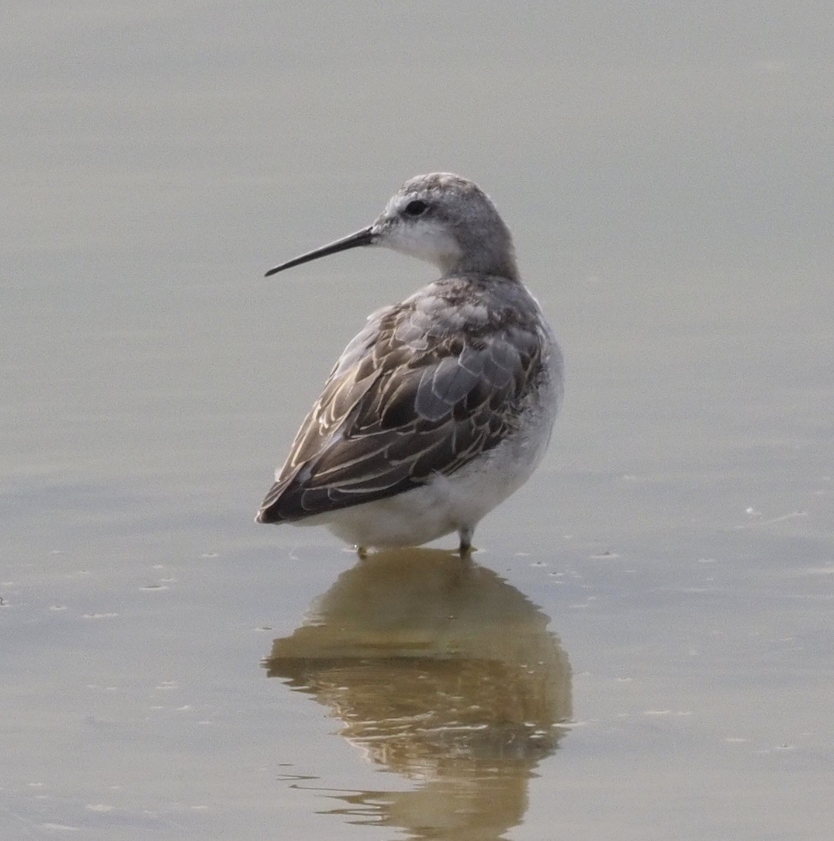 Wilson's Phalarope - ML263195181