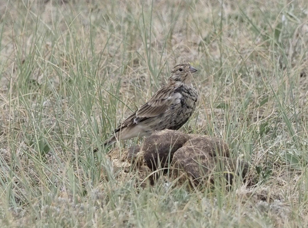 Chestnut-collared Longspur - ML263195201