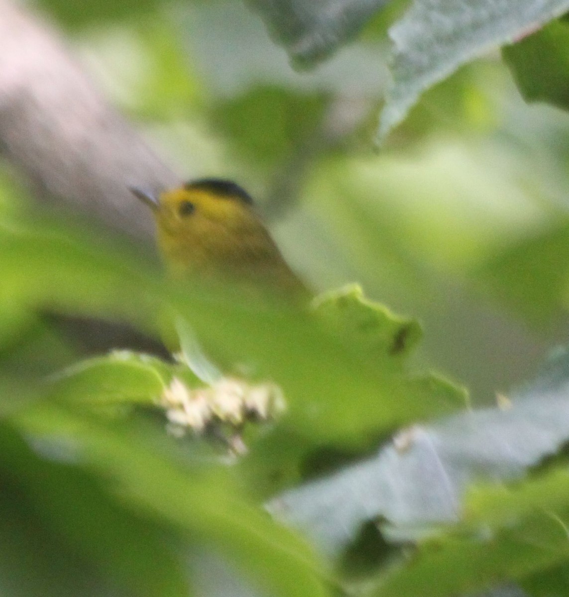 Wilson's Warbler - ML263195581