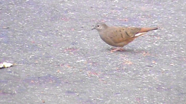 Ruddy Ground Dove - ML263196031