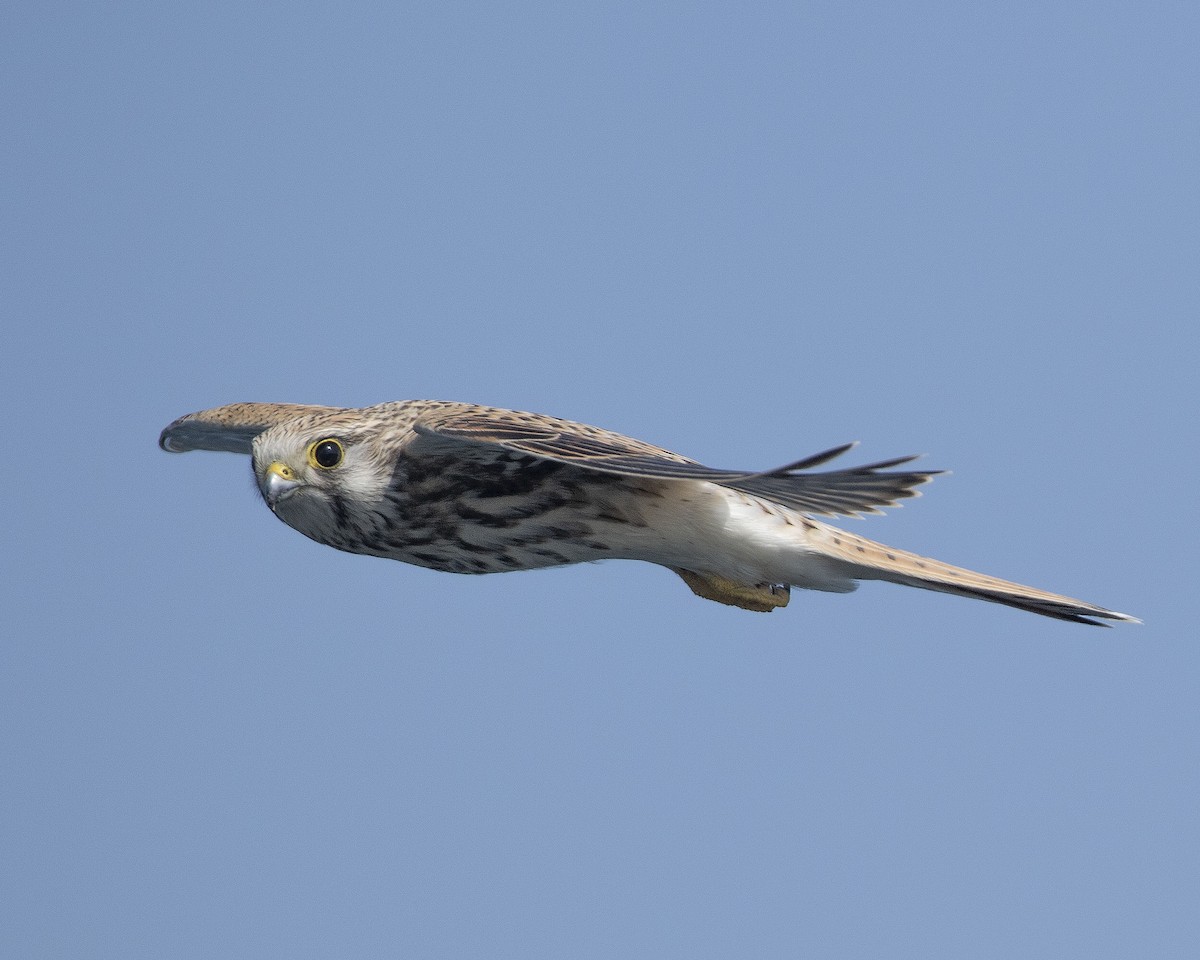 Eurasian Kestrel - ML263196101