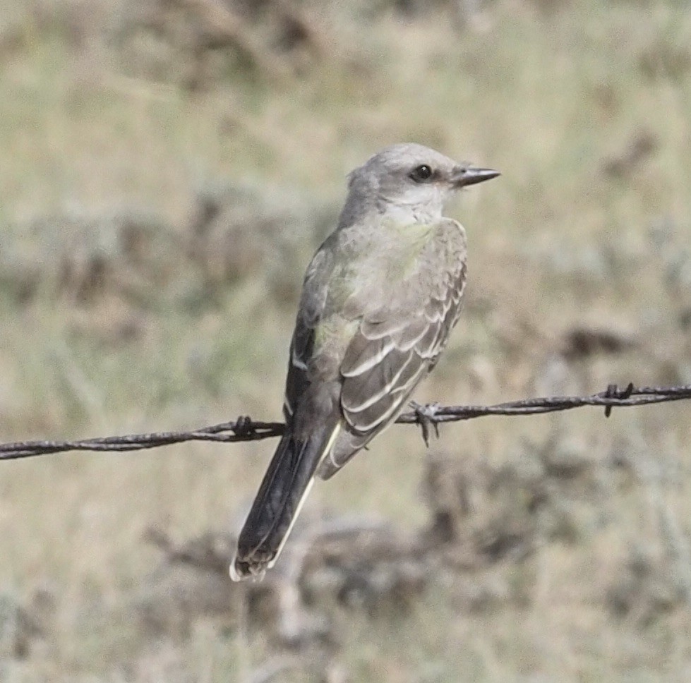 Western Kingbird - ML263196221