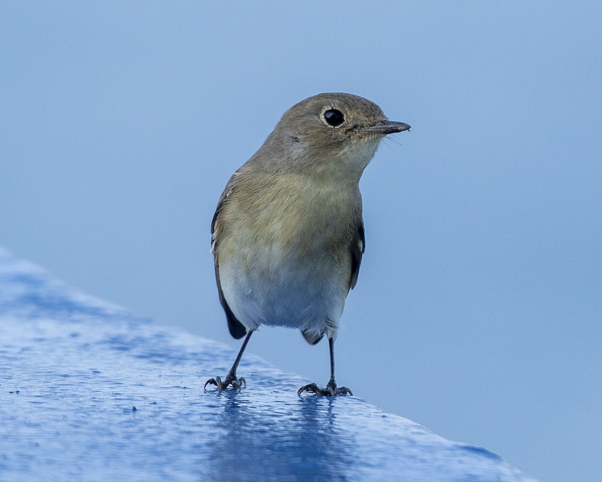 Red-breasted Flycatcher - ML263196291