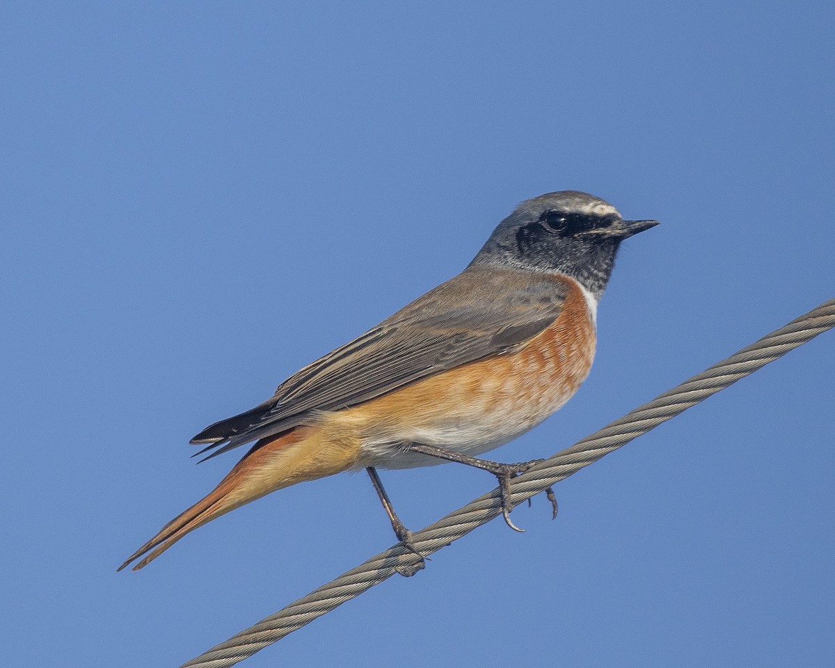 Common Redstart - ML263196301