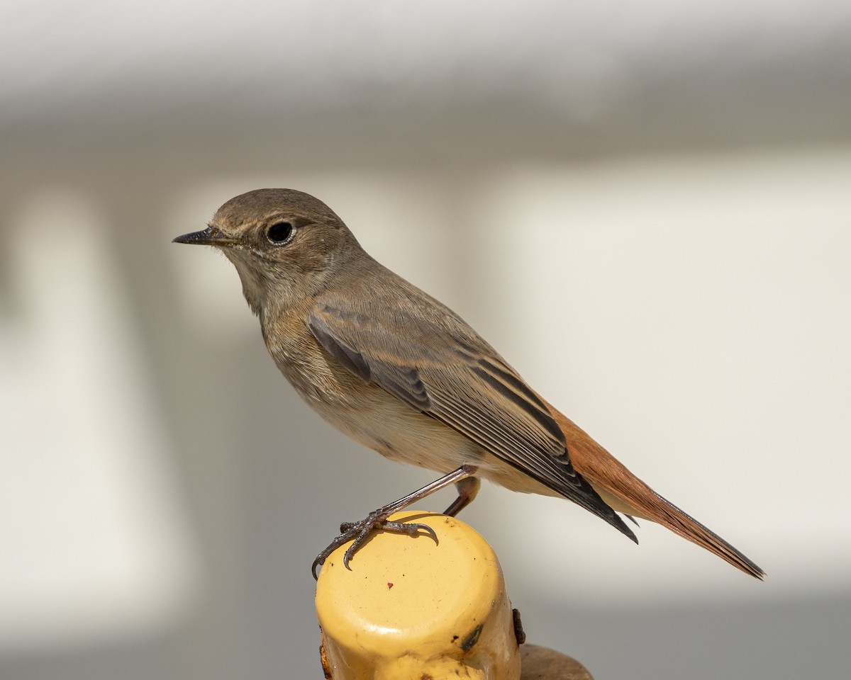 Common Redstart - ML263196321