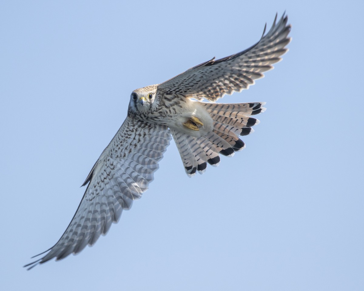 Eurasian Kestrel - ML263196351