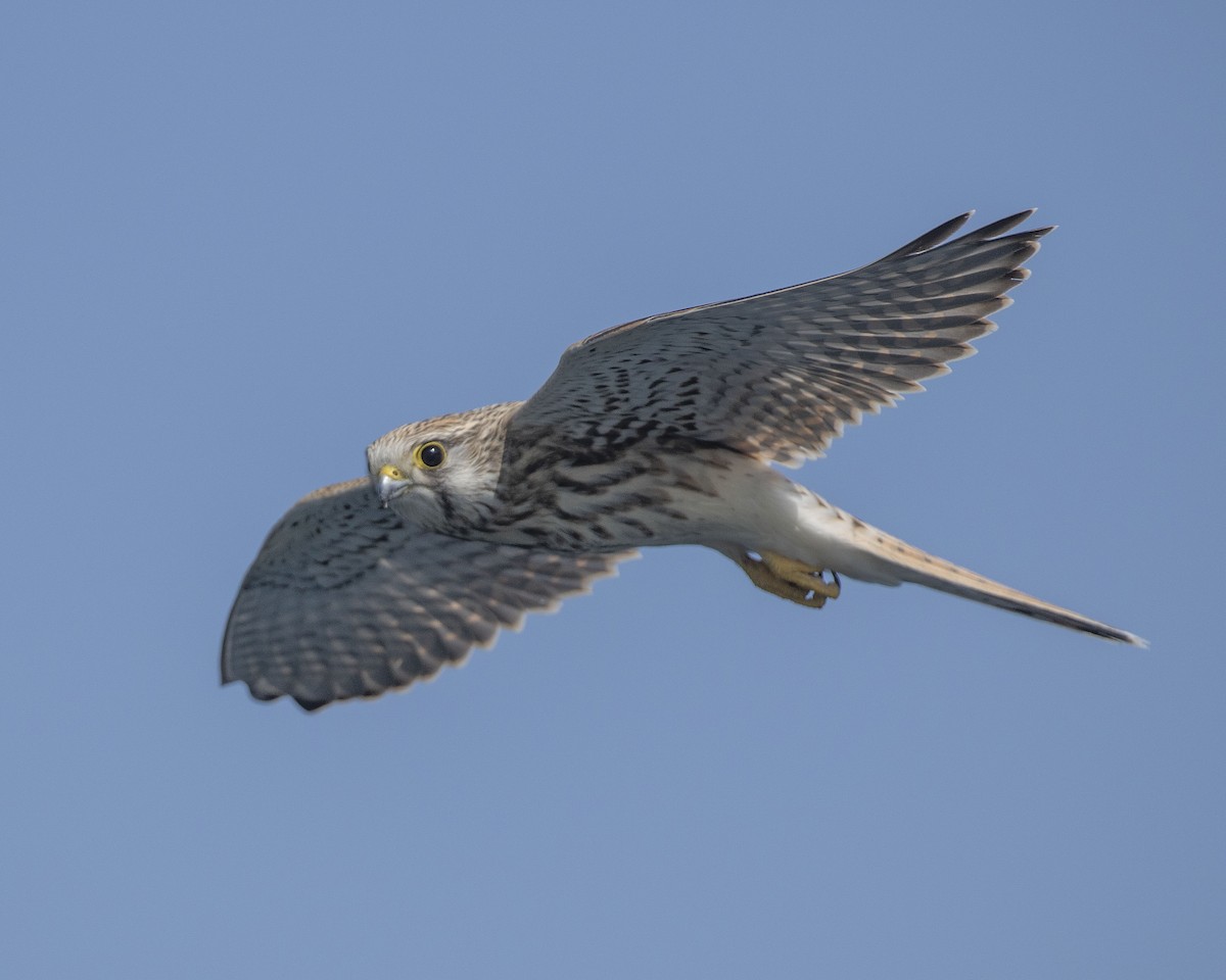 Eurasian Kestrel - ML263196381