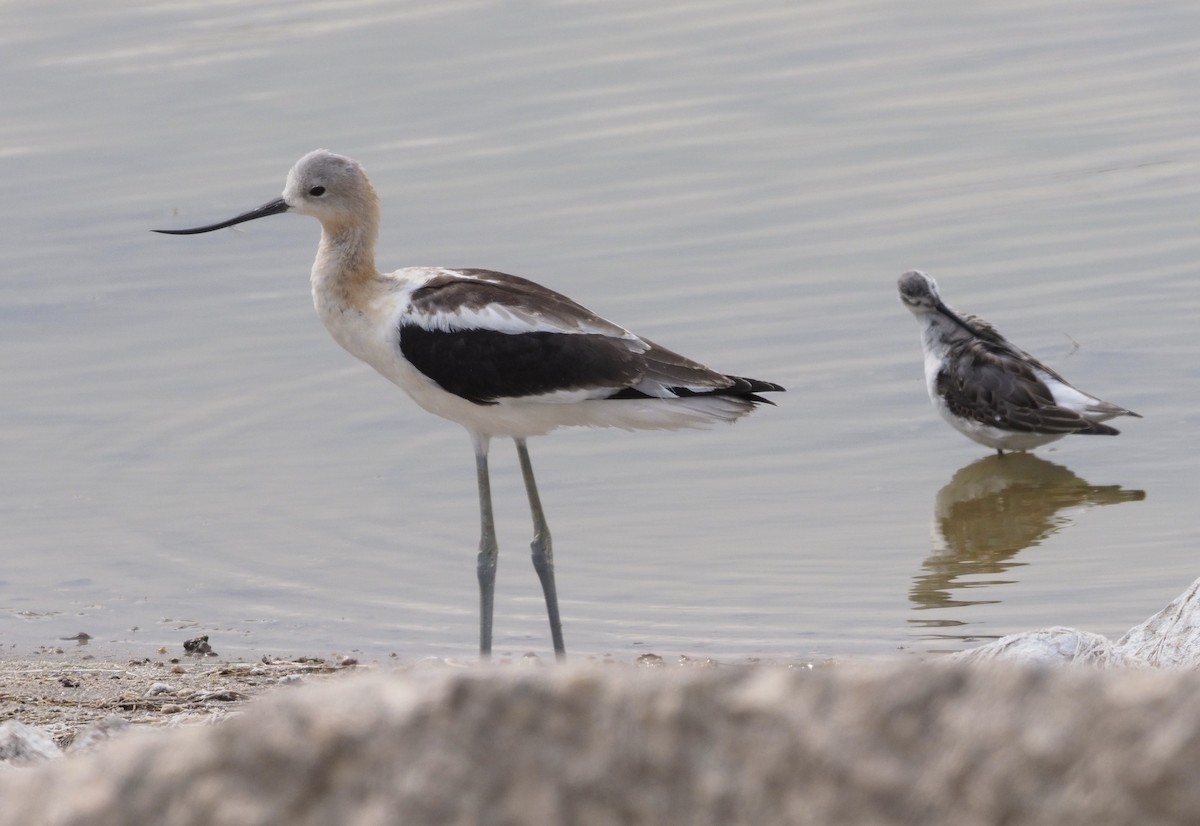 Avocette d'Amérique - ML263197041