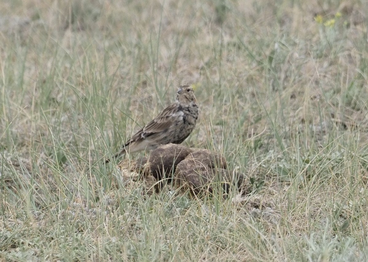 Chestnut-collared Longspur - ML263197651