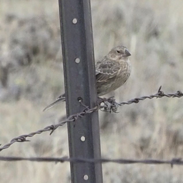 Thick-billed Longspur - ML263197681