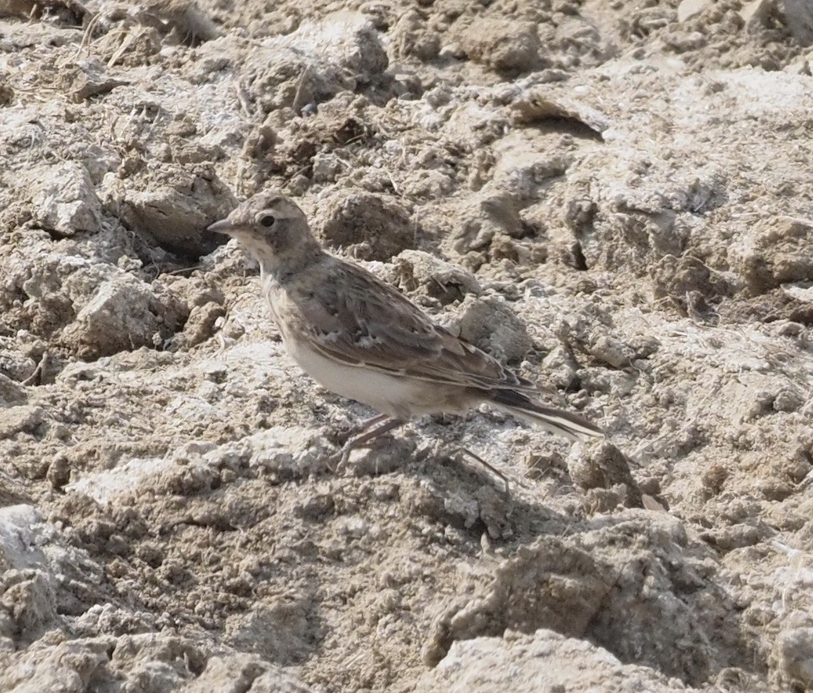 Horned Lark - ML263197731