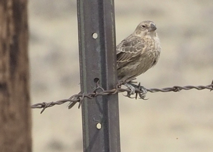 Thick-billed Longspur - ML263197851