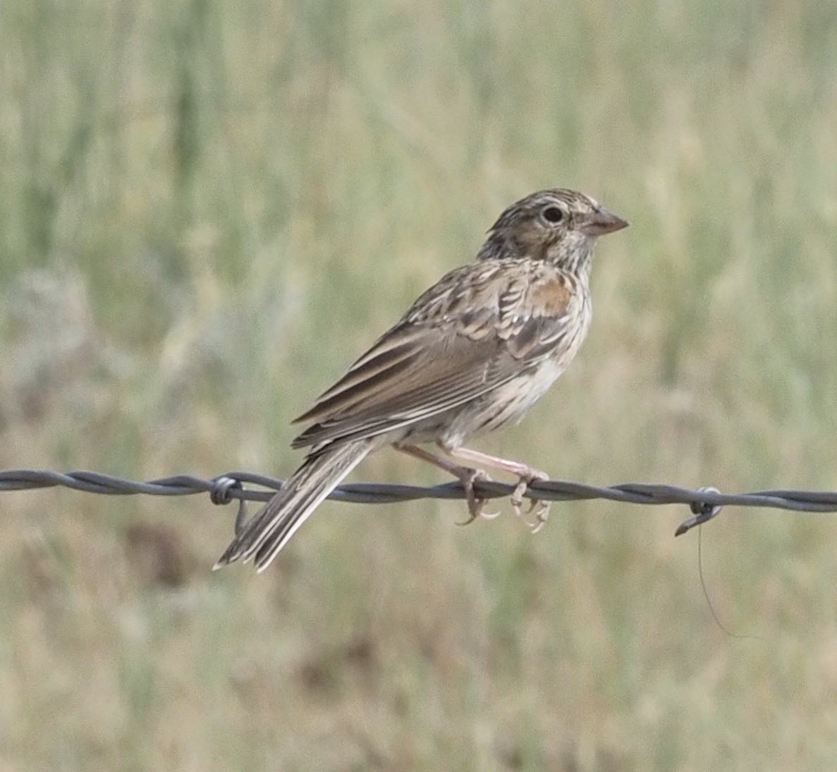 Vesper Sparrow - ML263197871