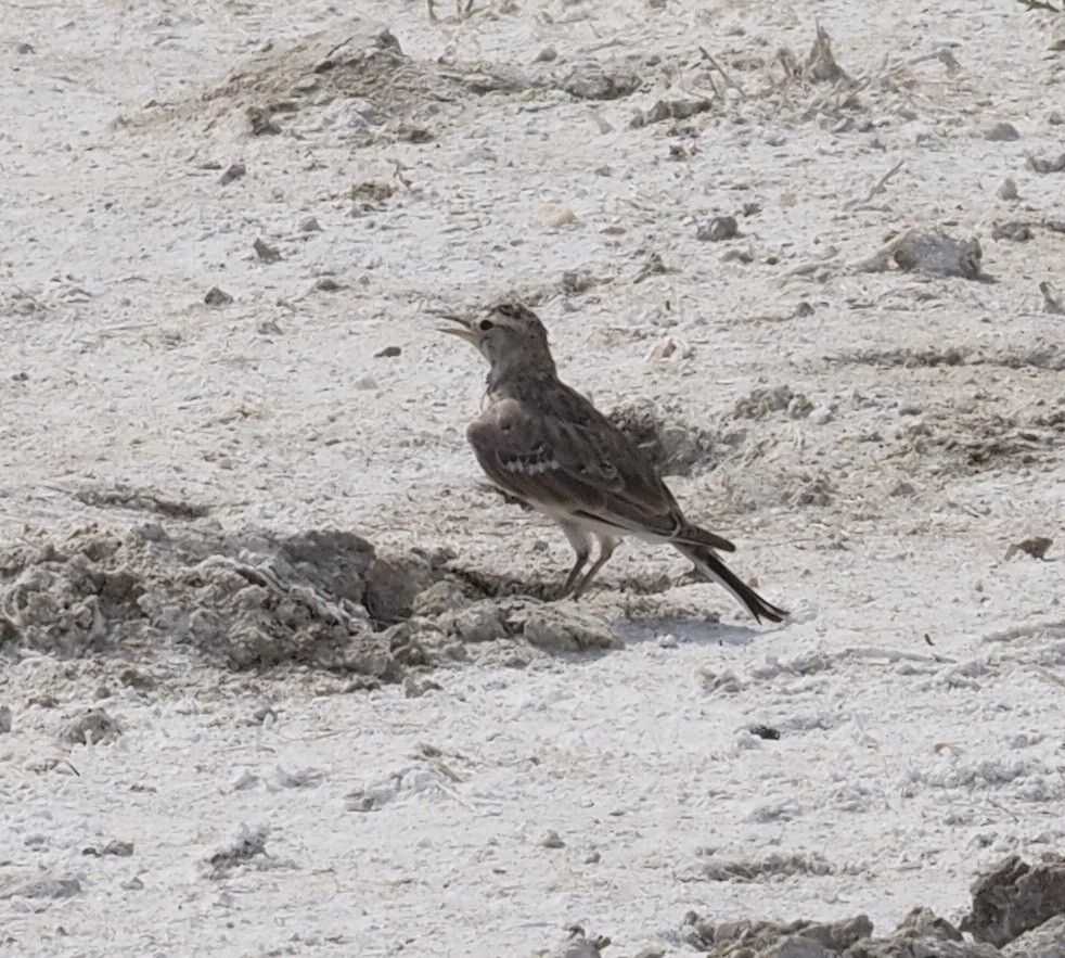 Horned Lark - ML263197901