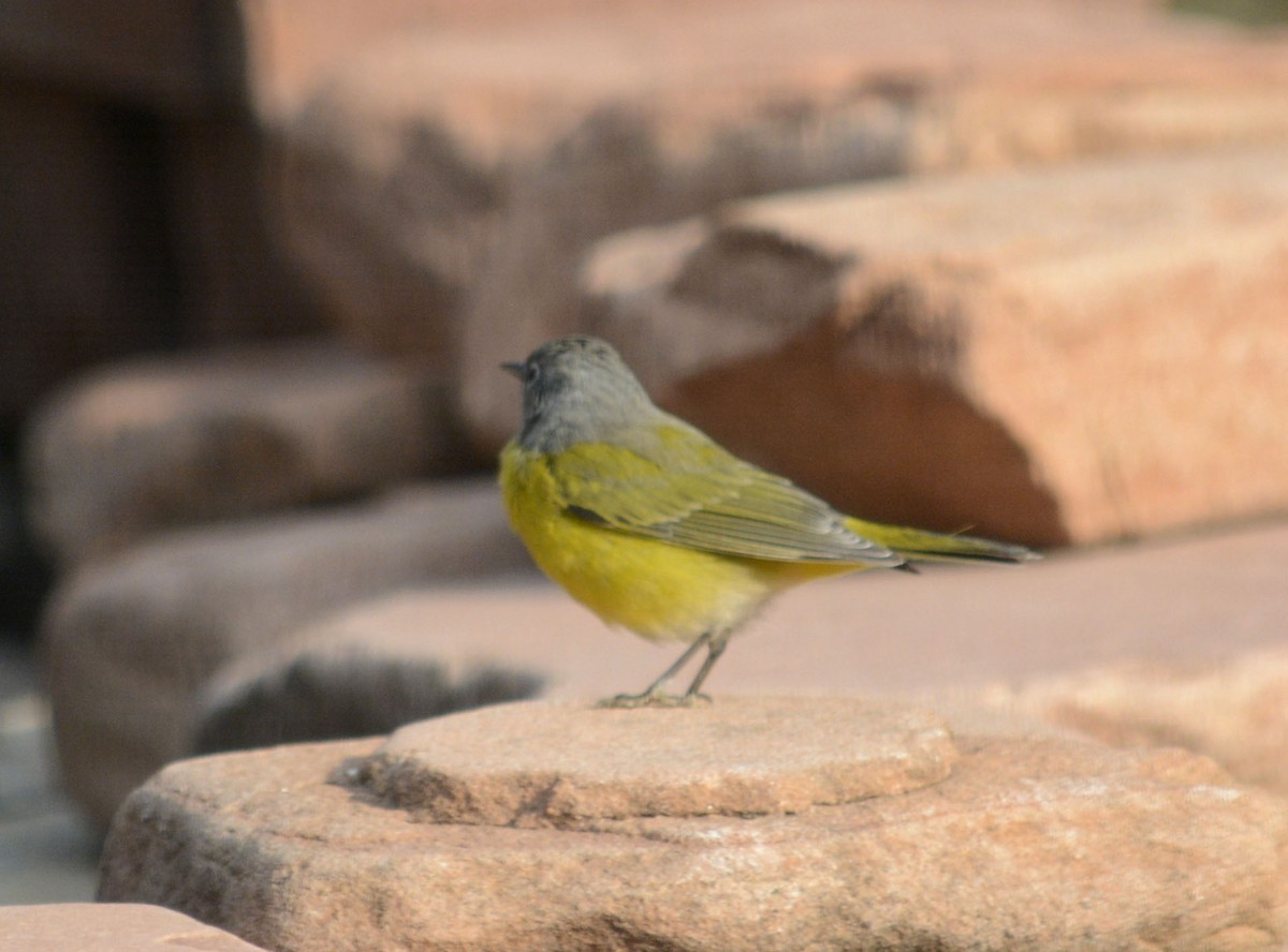 Nashville Warbler - ML263198341