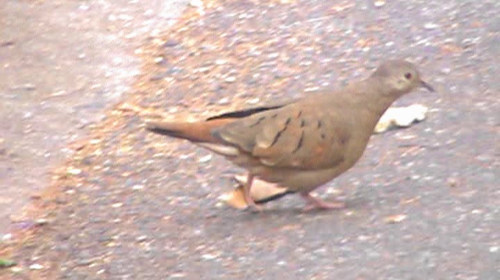 Ruddy Ground Dove - ML263198391