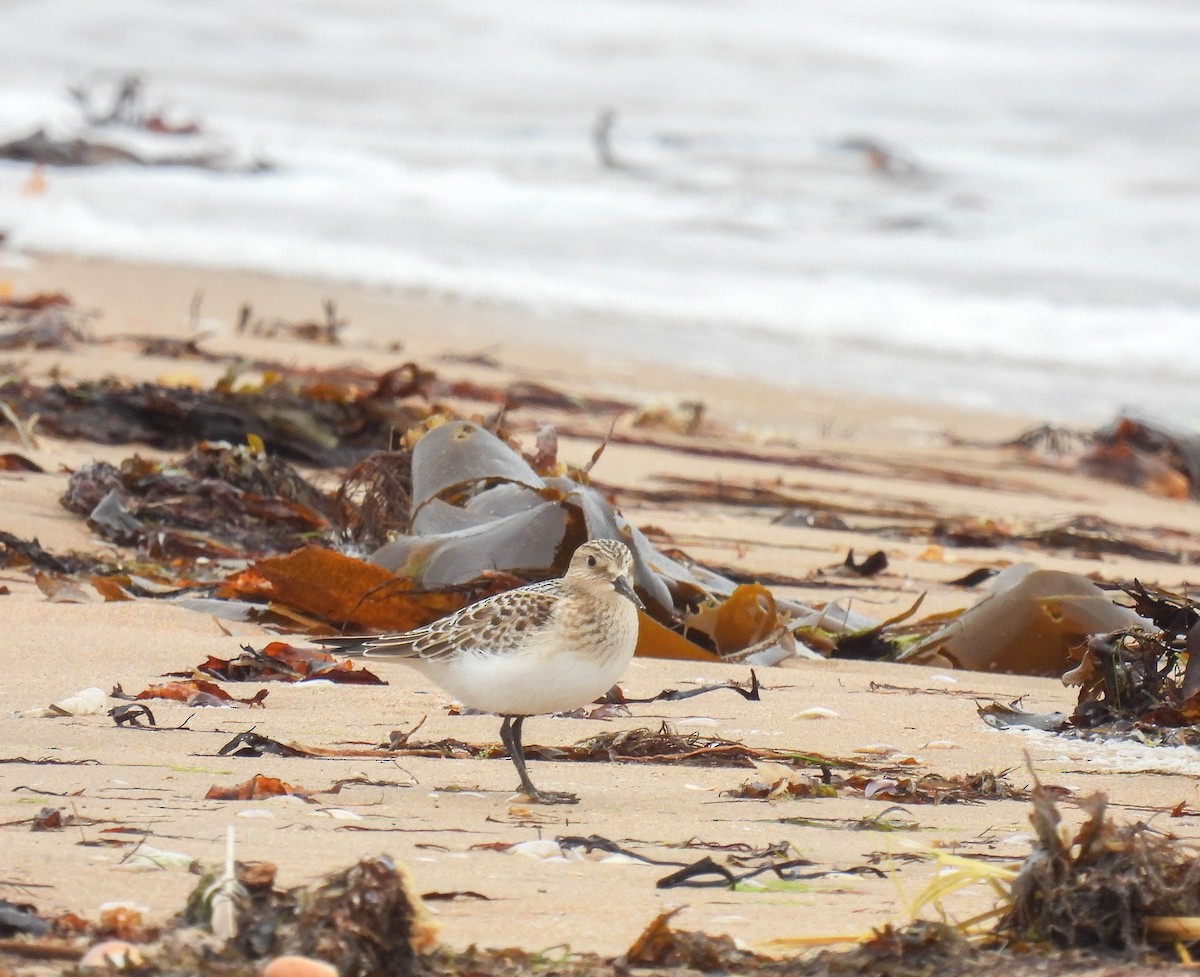 Baird's Sandpiper - ML263198521