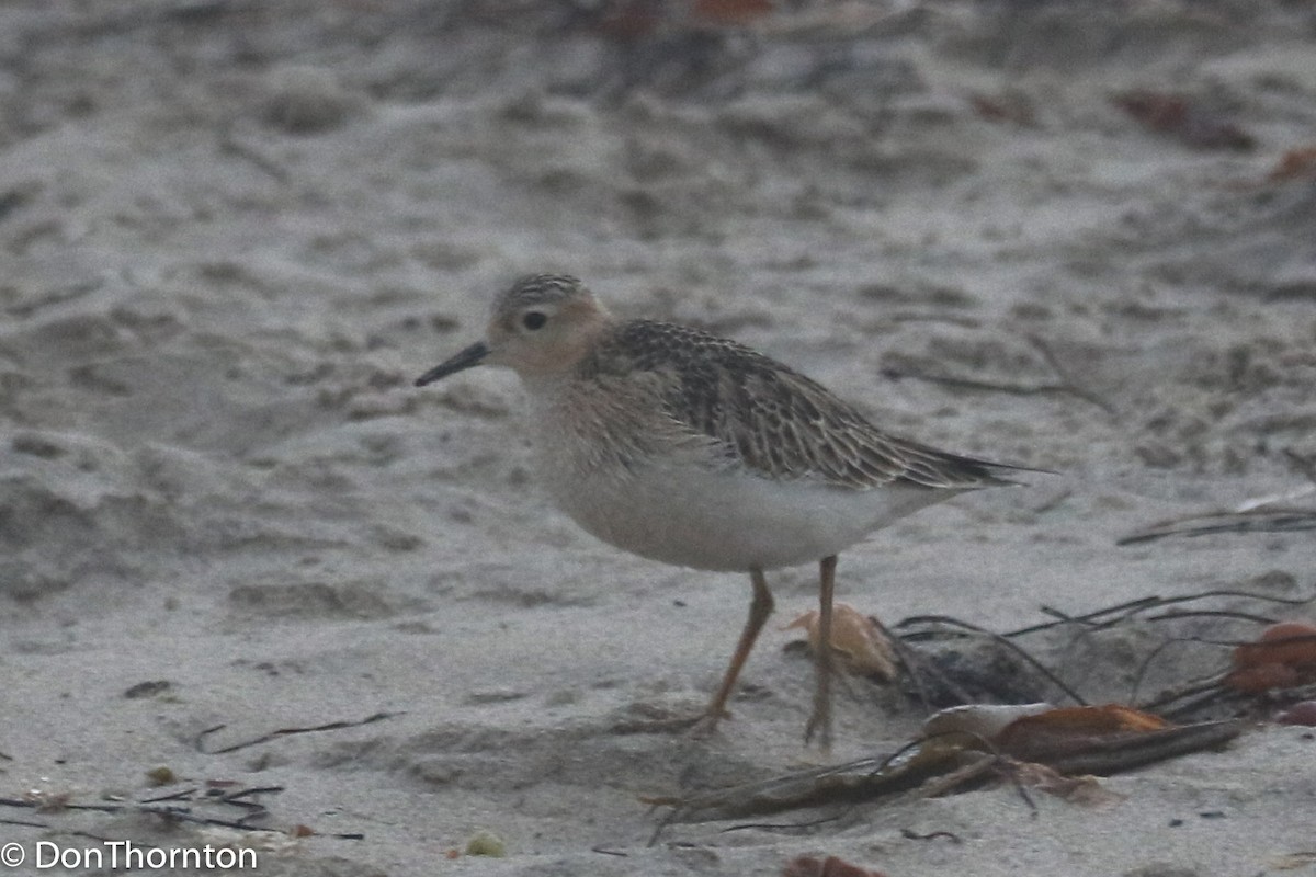 Buff-breasted Sandpiper - ML263198531